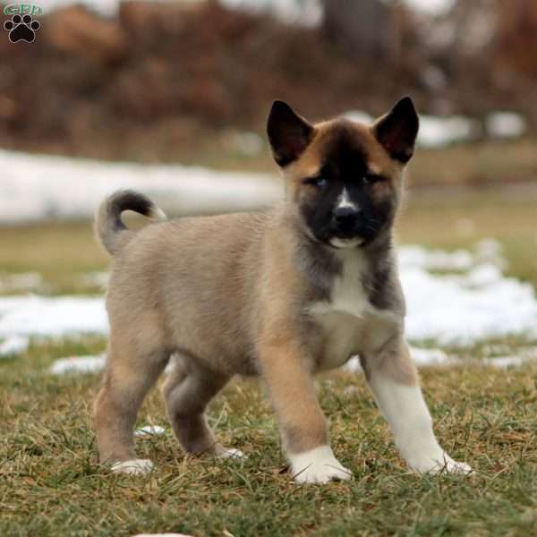 Sweets, Akita Mix Puppy