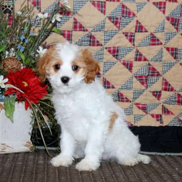 Sweets, Cavapoo Puppy