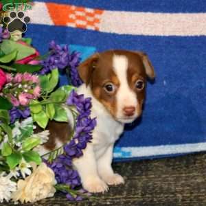 Sweets – Chocolate, Jack Russell Terrier Puppy