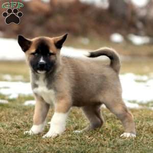 Sweets, Akita Mix Puppy