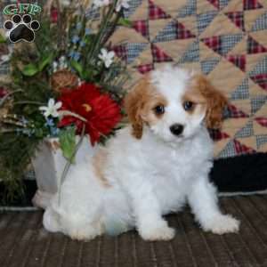 Sweets, Cavapoo Puppy