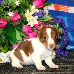 Sweets – Chocolate, Jack Russell Terrier Puppy