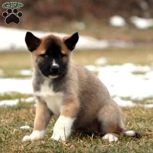 Sweets, Akita Mix Puppy