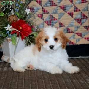Sweets, Cavapoo Puppy