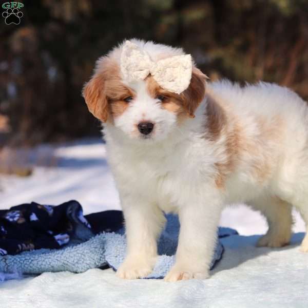 Sydney, Mini Bernedoodle Puppy