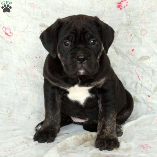 Tabitha, Cane Corso Puppy