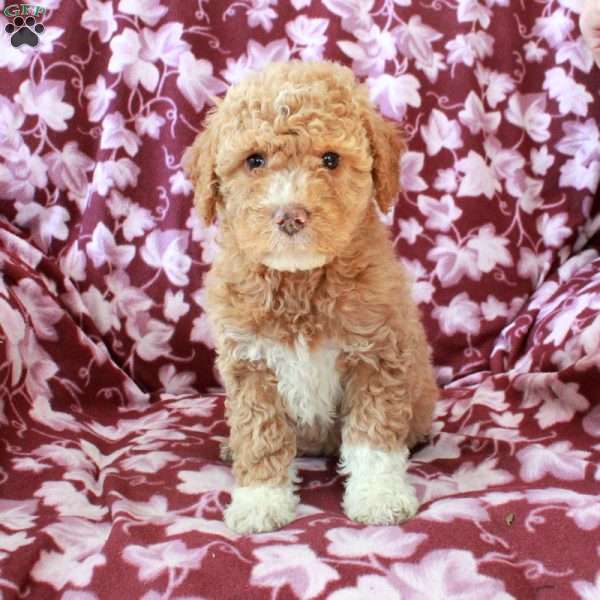 Tabitha, Mini Goldendoodle Puppy