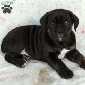 Tabitha, Cane Corso Puppy