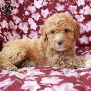 Tabitha, Mini Goldendoodle Puppy