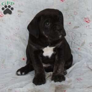 Tabitha, Cane Corso Puppy