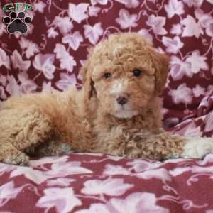 Tabitha, Mini Goldendoodle Puppy