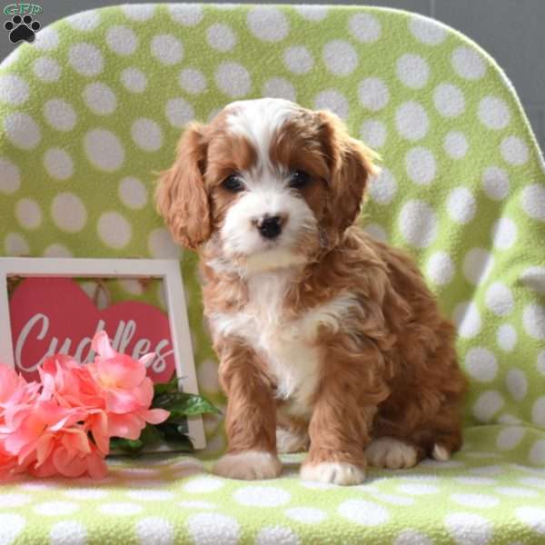 Taffy, Cavapoo Puppy