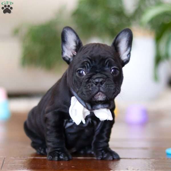 Talia, French Bulldog Puppy