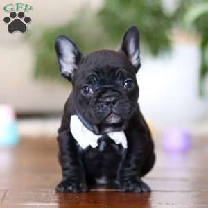 Talia, French Bulldog Puppy