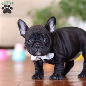 Talia, French Bulldog Puppy