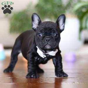 Talia, French Bulldog Puppy