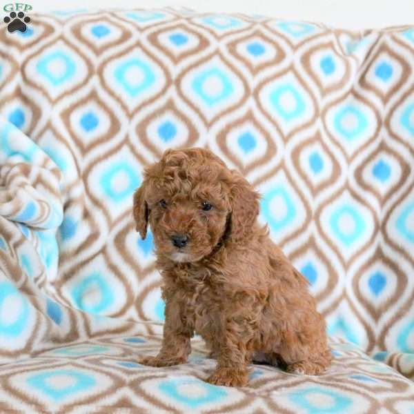 Tammy, Miniature Poodle Puppy