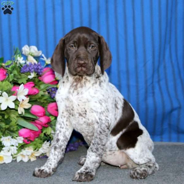 Tammy, German Shorthaired Pointer Puppy