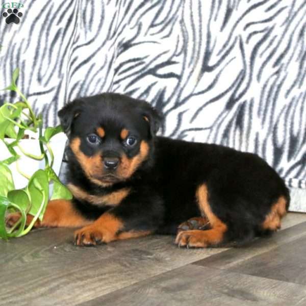 Tammy, Rottweiler Puppy