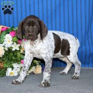 Tammy, German Shorthaired Pointer Puppy