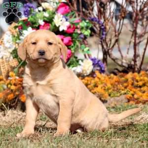 Tammy, Yellow Labrador Retriever Puppy