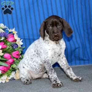 Tammy, German Shorthaired Pointer Puppy