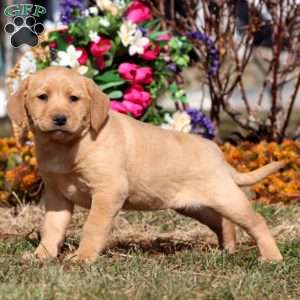 Tammy, Yellow Labrador Retriever Puppy