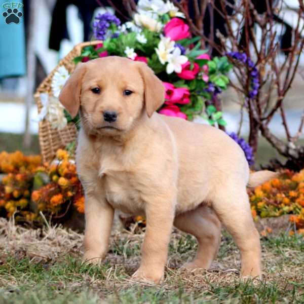 Taryn, Yellow Labrador Retriever Puppy