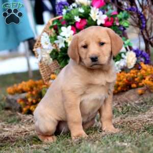 Taryn, Yellow Labrador Retriever Puppy
