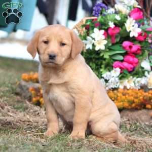 Taryn, Yellow Labrador Retriever Puppy