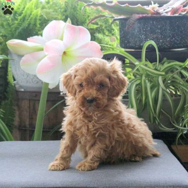 Tate, Miniature Poodle Puppy