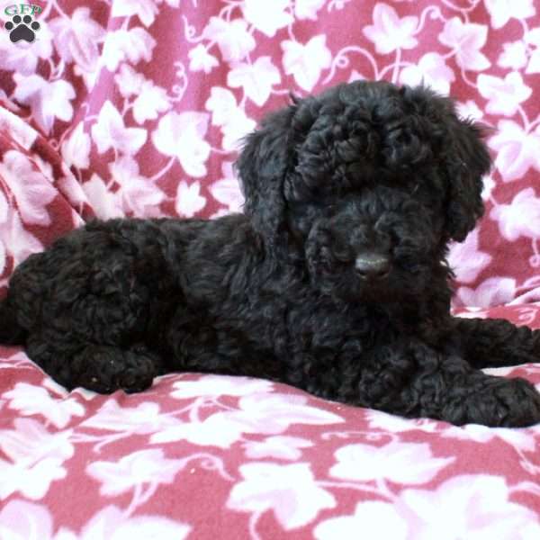 Tate, Mini Goldendoodle Puppy