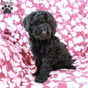 Tate, Mini Goldendoodle Puppy