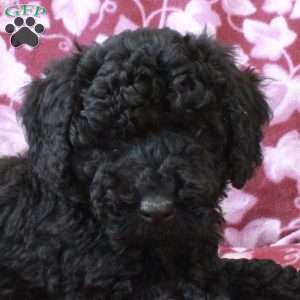 Tate, Mini Goldendoodle Puppy