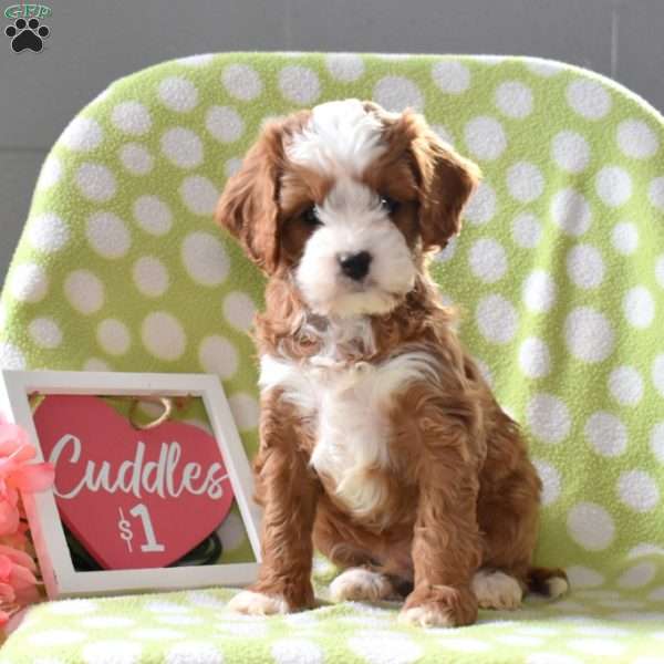 Tater, Cavapoo Puppy