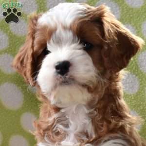 Tater, Cavapoo Puppy