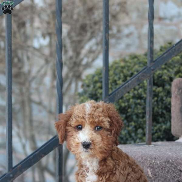 Teegan, Toy Poodle Puppy