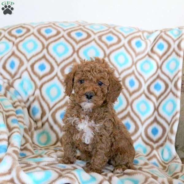 Teddy, Miniature Poodle Puppy