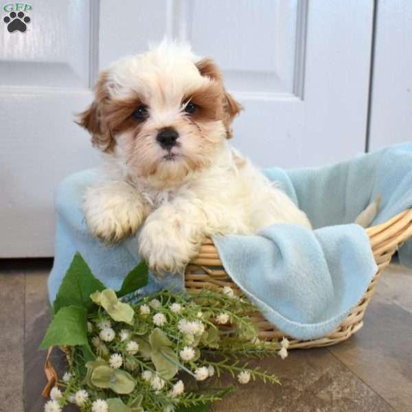 Teddy, Cava-Tzu Puppy