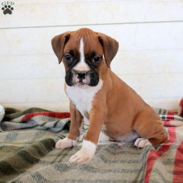 Teddy, Boxer Puppy