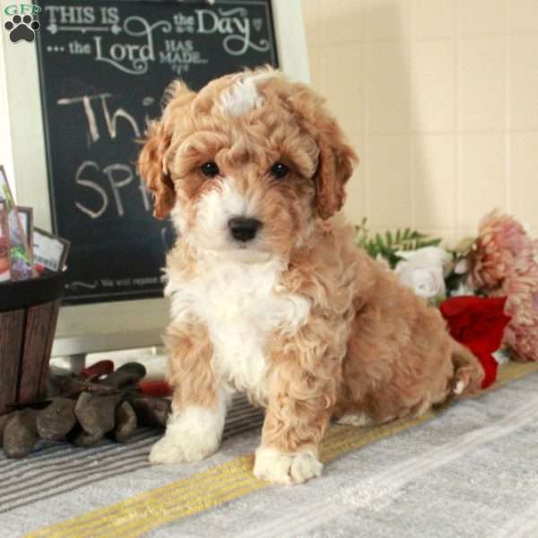 Teddy, Cockapoo Puppy