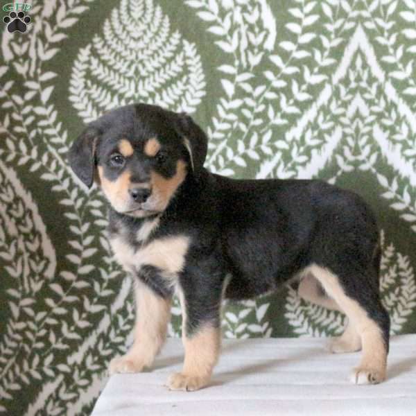 Teddy, Labrador Mix Puppy