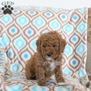 Teddy, Miniature Poodle Puppy
