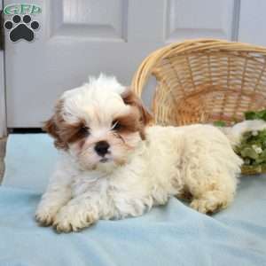 Teddy, Cava-Tzu Puppy