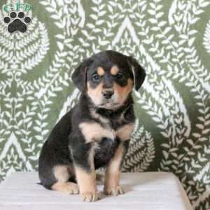 Teddy, Labrador Mix Puppy