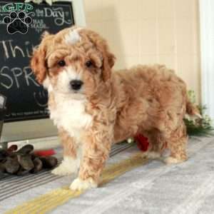 Teddy, Cockapoo Puppy