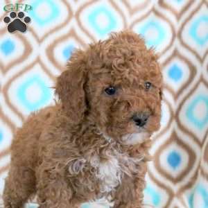Teddy, Miniature Poodle Puppy