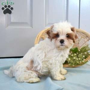 Teddy, Cava-Tzu Puppy
