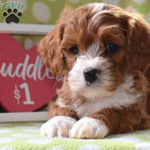 Teddy, Cavapoo Puppy