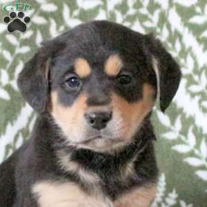 Teddy, Labrador Mix Puppy